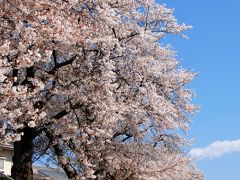 2020年の京都自然200選～久御山東一口前川堤桜並木３