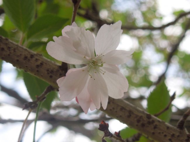 4月22日、午前11時過ぎにふじみ野市の亀久保西公園に行き冬桜の葉桜を見に行きました。 葉桜の中にも僅かな花が咲いていることがわかりました。 公園に16本の冬桜の樹が植わっていますがこのうちの二本にはまだ花が咲いていました。<br /><br /><br /><br />*写真はまだ咲いていた冬桜の花<br />