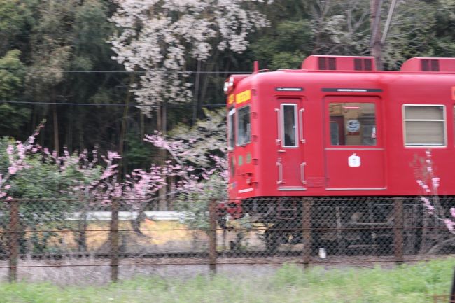 新型コロナウウィルスのため1泊旅行を断念し、近場の人の少ないところの花見に車でまわりました。