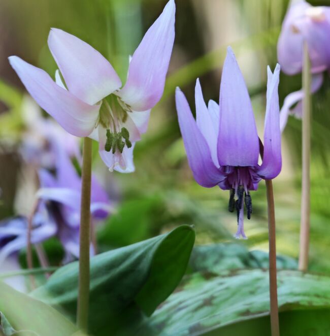 Japan　小平グリーンロード　都立薬用植物園　2019　～ミツバチばあやの冒険～