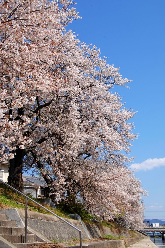 今年もご近所のカローラアクシオのじいさまご夫婦を誘って、恒例となった八幡の三川合流地点に有る背割堤桜並木へ出掛けました。<br />でも、今年は更に悲惨で、前川堤桜並木の方が立派でした･･･<br /><br />最初、あの背割堤桜並木へ出掛けたのですが、余りの貧弱さに、地元民としては胸が痛んでしまい、老夫婦の方から「いもあらい、行こ」と切り出されて、直ぐに自転車を飛ばして車を取りに行った次第。<br />ついさっき、お2人を現地で降ろして駐車場へ向かい、積み込んでいた自転車を飛ばして追いついたばかりなので、もう汗ダクダクです～(X&#28780;X;;