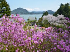 如意寺のミツバツツジ＆天橋立公園を楽しむ