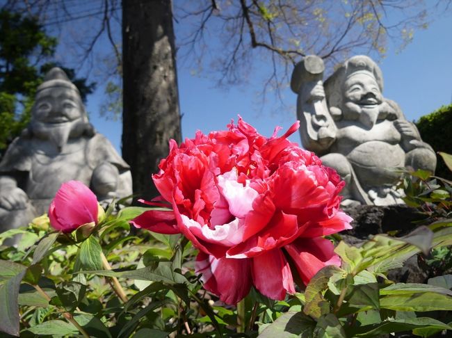 前回（４月１６日）、邑楽町の「恩林寺」へ行ったとき、ボタンは咲き始めでした。１週間経ったので、開花の進み具合を見に、再訪しました。牡丹の開花は進んでいて、見頃が始まっています。開花途中や開花前の蕾も沢山あるので、見頃はまだまだ続きそうです。