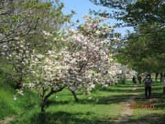 柏市の大堀川・リバーサイドパーク・八重桜・2020年4月