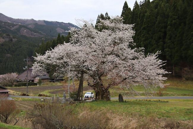 尾所の大桜と布滝<br /><br />津山市の加茂川の支流尾所川に沿って上っていく河畔にそびえ立つヤマザクラ。推定樹齢650年の古木で岡山県指定天然記念物に認定されている。この木は高さ14m、枝は四方に約20mに渡って伸びている県下最大級の巨木だ。<br /><br />標高480メートルの山里にある1本桜なので開花時期が県南の桜より遅くなります。