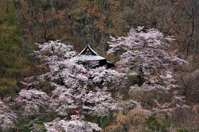 地球規模で悪玉菌騒動による”巣ごもり”状況が続く折、運動不足・ストレス解消、心の癒しを求めて近隣の桜名所と”懸崖（かけ）造り寺社”を訪ねてきました！！幸い、開花タイミングも間に合い、、、例年になく静かな情景描写ウオッチングとなりました・・・