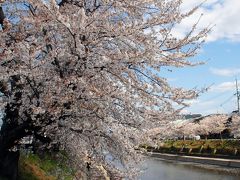 2020年の京都自然200選～久御山東一口前川堤桜並木２