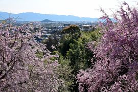 2019 さくらの名所を巡る旅《Part.9》～大和国一之宮・大神神社巡拝記～