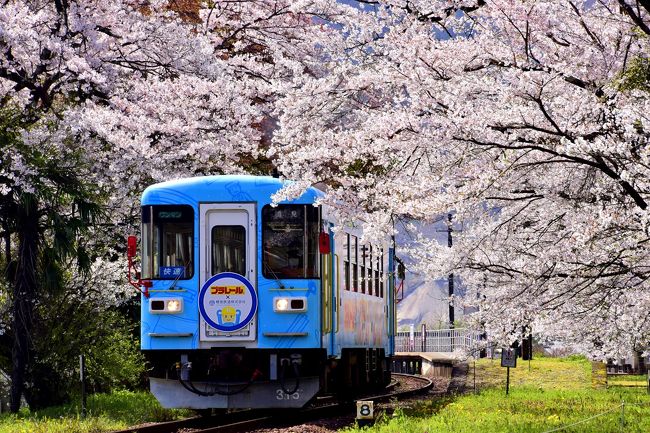 樽見鉄道沿線に咲き広がる満開な桜の風景を探しに、谷汲口駅~本巣駅までを散策してみました。