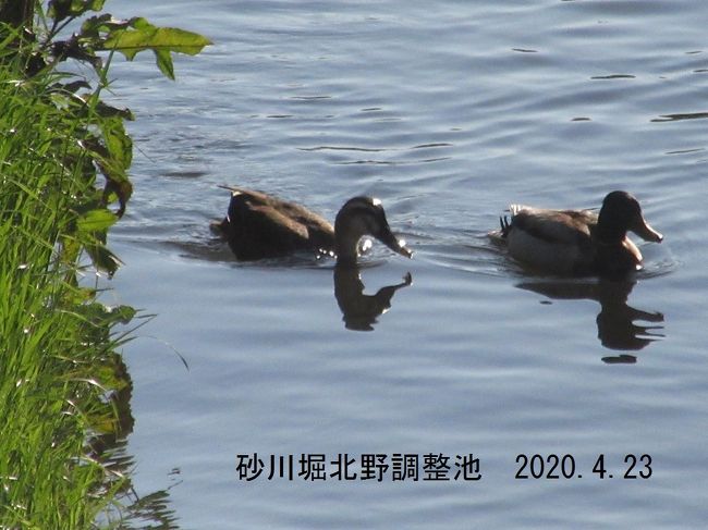 砂川堀北野調整池 第3調整池の水路で泳ぐカモ 2020.4.23 6:37<br /><br />新型コロナウィルスの感染防止のために外出の自粛要請が出ていますが、運動不足解消のため久しぶりに人気(ひとけ)がほとんどない農道の早朝ウォーキングに出かけた。<br />2016年までは早朝ウォーキングは時々行っていたが、週2日のトレーニングルーム(入間市健康福祉センター内 にあり、当分の間閉鎖中)通いを始めてから早朝ウォーキングは止めていたので、およそ4年ぶりとなる。<br />西武鉄道小手指車両基地に近い自宅からは北野運動公園あたりまでの北野コースと、入曽車両基地あたりまでの北中コースがあり、いずれも90分のコースである。<br />4月23日 北野コース<br />自宅(小手指町2丁目)→車両基地下暗渠(通称オバケトンネル)→北野調整池→所沢西高校→国道463バイパス→北野中→白旗塚(小手指古戦場跡)→北野運動公園(北)→北野小→463バイパス→北野調整池→暗渠→自宅<br /><br />4月25日 北中コース<br />自宅→松岡公園→小手指幼稚園→「小手指陸橋北」交差点→北中農道→北中運動公園→北中農道→天理教所沢分教会→水野のソバ畑→雑木林→やすらぎの里(老人施設)→国道463(行政道路)北中小入り口→砂川堀→松岡公園→自宅<br /><br />撮影 Canon PowerShot SX610HS<br /><br />類似のコースのウォーキングの記録<br />小手指の早朝ウォーキング・花めぐり 北野コース2016<br />https://4travel.jp/travelogue/11120007<br />小手指の早朝ウォーキング・花めぐり 北中コース2016 <br />https://4travel.jp/travelogue/11121310<br />わが街小手指 年末の午後ウォーキング <br />https://4travel.jp/travelogue/11201288<br /><br />2020.4.26 投稿<br /><br />
