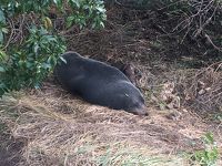 町中どこでもオットセイ