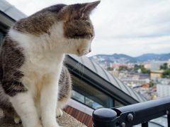 猫。島。電車。長崎を巡る旅