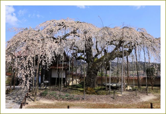 先週は島根県邑南町の桃源郷を見に行きましたが、今回は広島県北部の枝垂れ桜をMechaGodzillaⅢ&amp;703さんの案内で４カ所巡って来ました。<br />MechaGodzillaⅢ&amp;703さんはこの季節どこにそんなお花が咲くか、良くご存じです。<br />今回案内して頂いた桜は初めてのところばかり。<br />こんなに枝垂れ桜の巨樹があったの！と驚く一日でした。<br /><br />この日のMechaGodzillaⅢ&amp;703さんの旅行記はこちら↓<br />https://4travel.jp/travelogue/11616183