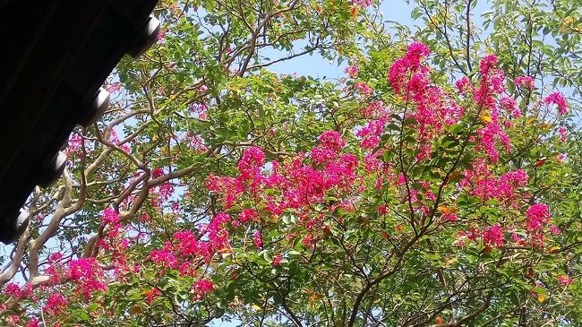 趣味で花の写真を撮る友人が鎌倉に写真を撮りに行きたいというのでついていくことにした。宝戒寺という八幡宮から横に入ったところのお寺で、足利尊氏により、北条市の霊を弔うために建てられたお寺。鎌倉江の島七福神の毘沙門天をお祀りしているお寺。友人はそこの白萩の花が見事だから、是非残ったフイルムを使ってしまいたい、と言って出かけたのだが、萩の花にはちょっと早すぎた。友人が御朱印を頂いている間に私はせっせと子供たちにお守りを買い集める。帰りの出口のところではトンボ玉のおみくじがあり、初めて見るものだったので「買おう!」ということになり、おみくじの内容よりもトンボ玉に気を取られる私たち。(中学生じゃあるまいし・・!)<br />どこで何を食べるかはちゃんと計算済みで出かけてきた我々なので、駅から大路まで歩いてまずはお蕎麦屋さんで腹ごしらえ。(鎌倉まで来たら生シラスでしょう!)帰り道では、暑くて暑くて八十小路でかき氷とわらび餅で休憩。花がなくても、我々は退屈することなく、解散時刻までおしゃべりに余念がないのでした。