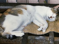 回顧香港2010　長州島まんじゅう祭りの準備状況確認の旅♪