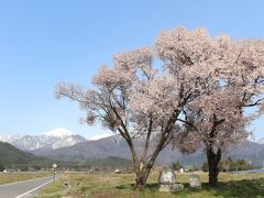 安曇野・常念道祖神の桜を見に行ってみました