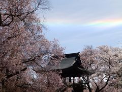 桜アーカイブ2019　-蓼科