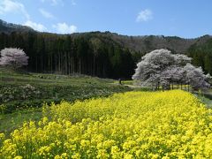 惜しむ春、北信濃の桜前線は終盤・・・