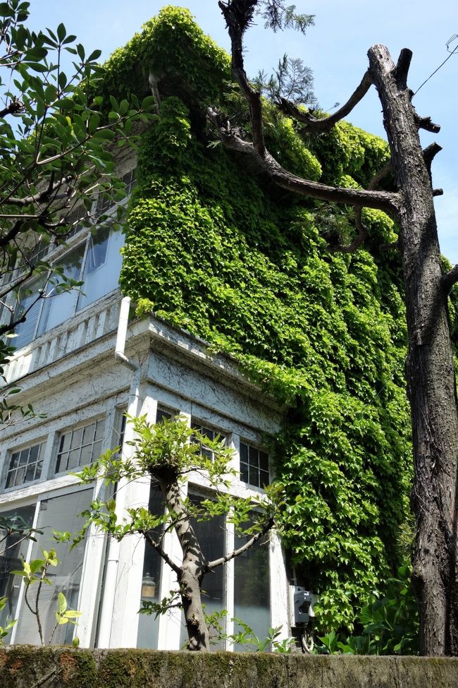 セコいタイトルで恐縮ですf(^_^;)<br />谷中は台東区の西の外れで、文京区と荒川区に接しています。そしてスーパーやらドラッグストアやらは全て住所的に台東区外に在るのです。故に台東区から支給される介護オムツ券を利用する事の出来るドラッグストアは上野台地を越えた向こう側、入谷まで行かないと在りません。それじゃあ宅配を選べば、って?割高になって数が減るのです(定額制なので)。だもんで日曜日にチャリ漕いで行きました。不要不急ではないですから仕方無いですよね。<br />完全に運動不足な上に、手の込んだ料理を作る時間はたっぷり有るのですから、更なる体重増加の道一直線。少しでも解消出来ないかな?と目論んでは見たものの寄り道ばっかりで駄目でした<br />
