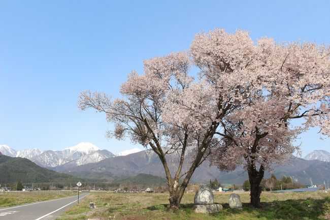 常念道祖神の桜を見に行ってみました。<br />残雪の山と桜の風景を探していて、見つけた安曇野・常念道祖神の桜。<br />所要があって休みをとった平日、天気もよく見頃のようだったため、<br />現地を10時に出れば間にあうと午前の少しの時間を使って少しだけ安曇野の桜を回ってみました。<br />訪問時、緊急事態宣言は7都府県で、翌日に全国に拡大となりました。