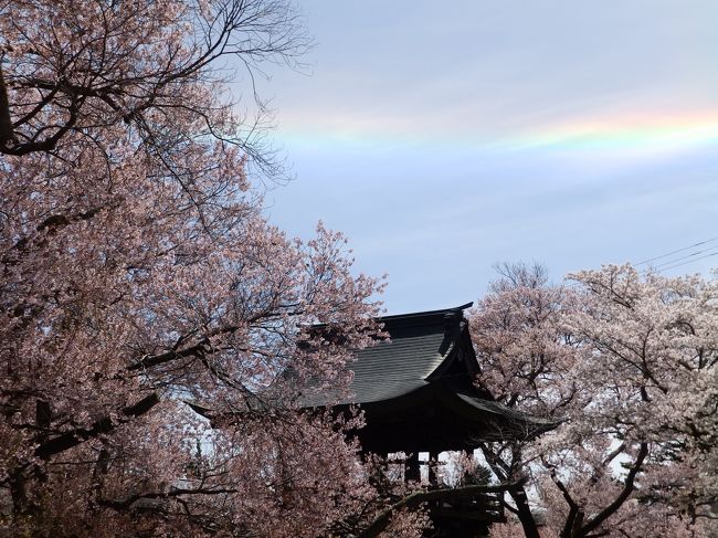 年によって開花時期は違うと思いますが、ご参考までに。