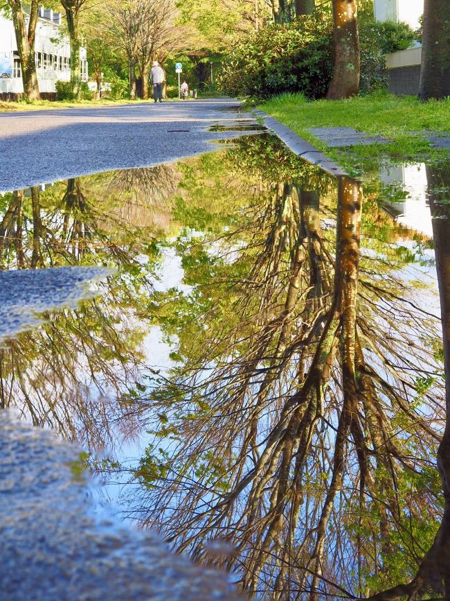 いつもの散歩道を雨上がりに歩いてみました