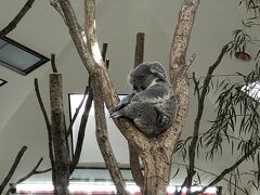 埼玉県こども自然動物公園の人気者はコアラだよ