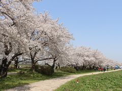 2019年4月、北上展勝地の桜を見に行ってみました。（2020年はコロナで実質閉鎖のようです）