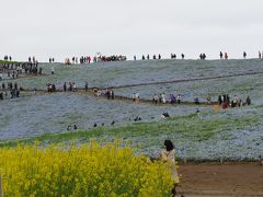 「ネモフィラへ感謝を込めて」今年は見れない国営ひたち海浜公園、去年の写真で感動しています。