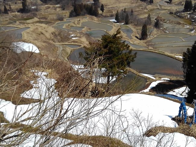 関越道があるので、六日町、浦佐辺りまで行くのは簡単なのですが、一山超えて十日町や津南方面へ行くには雪の峠を越えなければいけません。しかし、今年の冬は暖冬で雪が少ないため峠越えも簡単そうです。十日町で蕎麦を食べたいと、泊まった翌日の水曜日に宿を出発したのでした。<br /><br />六日町からほくほく街道560号を進むのは、その昔に関越から志賀高原へ向かえるルートとして使ったことがある懐かしの道路。道路標識は「冬季閉鎖通行止め」と書かれていましたが、この暖冬で道路には雪がまったくありません。そのまま進むと、ムカイスリーリゾートの先で本当に通行止めでした。(+_+)<br /><br />案内の通りに行くと253号上沼道出ました。そこは新しく出来た高速道路に見えるくらいの施設で、八箇峠も長いトンネルで簡単に抜けられ、時代の変化を感じました。<br /><br />十日町に着くと、交差点の案内板に「キナーレ」の文字がありました。道の駅もあるのでここから見学しようかと行ったのですが、なんとお休みでした。そこで宿を出る時に言われた言葉を思い出しました。「十日町のお蕎麦屋さんは、水曜休みが多いんだよね」エーッ、蕎麦屋さんだけでなく施設も水曜がお休みなんですか。<br /><br />それならば松代地区にも蕎麦屋さんがあるので253号を進み、ほくほく線のまつだい駅に着きました。ここは道の駅でもあり、観光案内所もあります。すぐ側にも数件あるようですが「今日は休みですねえ」と言われて、十日町駅周辺と同じ状況でした。<br /><br />せっかく案内所に来たのですから、松代や松之山温泉の地図と観光案内をもらいました。星峠の棚田、美人林、松之山温泉などのコースを紹介されたので一回りすることにしました。<br /><br />暖冬とは言えまだ山に向かうと雪が残っていて、峠道を登った棚田展望台へ。ここまでは除雪されていて、雪が残る棚田は静かに春を待つ感じでした。足元を見ると、フキノトウが顔を出していてもうすぐ田起こしが始まるのではと感じられます。<br /><br />美人林は通常のルートが残雪で通れず、分校の前を通る大回りルートでやっと着けました。冬のため静かで、木々が真っすぐに揃って伸びる姿はなんとも美しく感じました。緑や紅葉の季節に来るもの良いだろうと思わせてくれます。<br /><br />しかし、しかしです、未だに蕎麦が食べられないのです。少し離れて林を見ると、、、蕎麦が真っすぐに立っていいるように見えるほど、お腹が空いていたのでした。((+_+))<br />