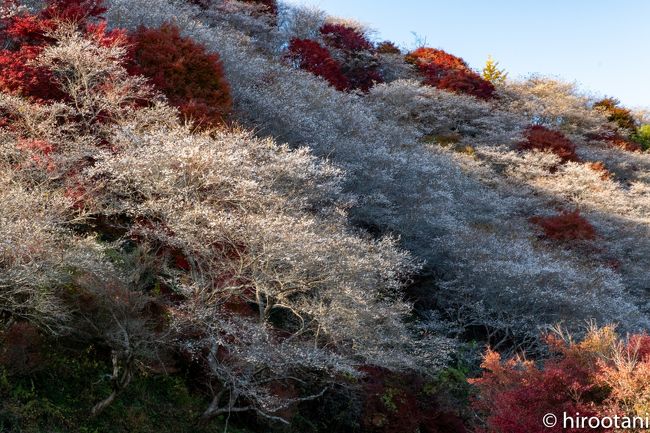 2019 小原四季桜まつりと紅葉