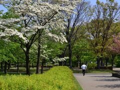 恋人たちの・・いいえ水鳥たちの季節です　舎人公園