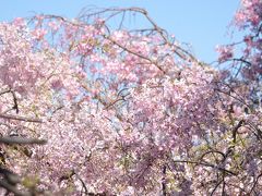 非常事態宣言中の為、遠出を止め近辺（宝塚の桜）を視察しました。（運動不足解消含め）