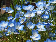 平塚花菜ガーデン　花の宝庫へ。ぎりぎり閉園前日に伺う事が出来ました。その①