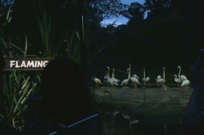 シンガポールの動物園&水族館を網羅すべく4泊7日のひとり旅をしてきました。<br /><br /> 0日目:羽田空港(https://4travel.jp/travelogue/11547983)<br /> 1日目:チャンギ空港→市街地(https://4travel.jp/travelogue/11573862)<br /> ≪River Safari≫ https://4travel.jp/travelogue/11576145<br /> https://4travel.jp/travelogue/11580253<br /> https://4travel.jp/travelogue/11581860<br /> https://4travel.jp/travelogue/11582479<br /> 夕食→ホテル(https://4travel.jp/travelogue/11583266)<br /> 2日目:街歩き→セントーサ島(https://4travel.jp/travelogue/11586379)<br /> ≪S.E.A Aquarium≫ https://4travel.jp/travelogue/11587050<br /> https://4travel.jp/travelogue/11589782<br /> https://4travel.jp/travelogue/11591341<br /> セントーサ島観光(https://4travel.jp/travelogue/11595026)<br /> 3日目:≪Singapore Zoo≫<br /> 入園→キホオテナガザル(https://4travel.jp/travelogue/11602397)<br /> ホワイトタイガー→Splash Safari<br /> (https://4travel.jp/travelogue/11606334)<br /> オランウータン→RepTopia<br /> (https://4travel.jp/travelogue/11611439)<br /> ワニ→Fragile Forest(https://4travel.jp/travelogue/11614263)<br /> Wild Africa→Frozen Tundra<br /> (https://4travel.jp/travelogue/11616322)<br /> RAINFOREST Fights Back SHOW→elephant presentation<br /> (https://4travel.jp/travelogue/11617019)<br /> 夕食→Thumbuakar Performance<br /> (https://4travel.jp/travelogue/11618407)<br /> ≪Night Safari≫<br />今ココ→ トラム<br /> Creatures of the Night Show<br /> (https://4travel.jp/travelogue/11619557)<br /> 徒歩コース(https://4travel.jp/travelogue/11620870)<br /> 4日目:ブギス→オーチャード(https://4travel.jp/travelogue/11623177)<br /> マリーナベイサンズ周辺(https://4travel.jp/travelogue/11627725)<br /> 5日目:≪Jurong Bird Park≫ https://4travel.jp/travelogue/11628914<br /> https://4travel.jp/travelogue/11633369<br /> https://4travel.jp/travelogue/11636923<br /> https://4travel.jp/travelogue/11638783<br /> https://4travel.jp/travelogue/11639549<br /> https://4travel.jp/travelogue/11639824<br /> https://4travel.jp/travelogue/11641187<br /> 6日目:チャンギ空港→羽田空港(https://4travel.jp/travelogue/11641860)<br /> まとめ:お土産、費用(https://4travel.jp/travelogue/11644022/)