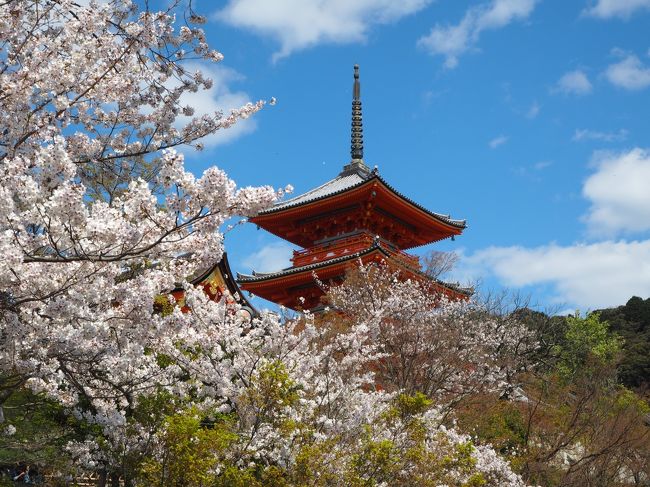京都市街地の八坂神社、円山公園、清水寺、<br />鴨川、高瀬川、京都御苑などを日にちを変えて<br />ぶらぶらと散歩しました。<br />桜の開花時期でいい気分転換になりました。