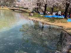 代々木公園の桜とアウトドアフェア(2019年4月)