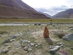 インド・ラダック～天空曼荼羅の旅⑧ヒマラヤンマーモット(*´ω｀*) と世界で２番目に高い峠