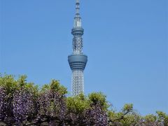 見頃って、これ？根津神社の躑躅 VS 亀戸天神の藤 長靴を探す旅