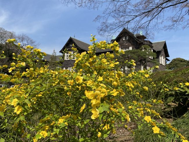 前日に続いて天候に恵まれました。<br /><br />この日は場所を変えて、飛鳥山公園と旧古河庭園に花見に行ってきました。