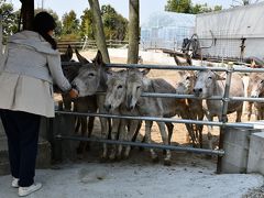 小動物園を兼ねた、杉五平衛