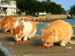 香港★香港は今日も元気です　坪洲3　のんびり島猫さんぽ　帰りはフェリーで坪洲から愉景灣へ