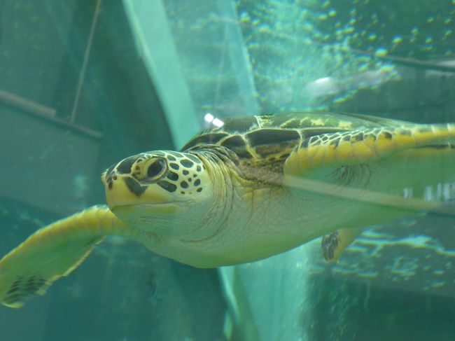 観光：大浜海浜公園、奄美海洋展示館、奄美大島紬村、島のブルース歌碑、赤荻湾、カガンバナトンネル<br />食事：ラーメン、黒糖<br />お土産：黒糖、黒糖焼酎、Ｔシャツ