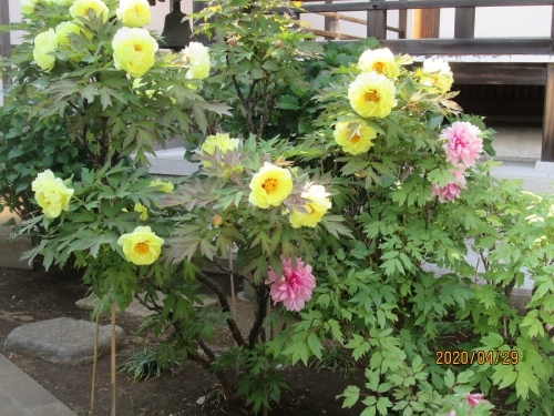 西光院の名称(宗派)は報恩山 無量寺 西光院 (真言宗豊山派)です。創建は不明です(榊住職によれば室町末期・戦国~江戸初期との事)。ご本尊は「阿弥陀如来」です。境内に石仏多数(延宝年間の地蔵、十九夜観音等)があります。篠篭田村の寺として地元民の拠り所です。イベントとして「三匹獅子舞」が行なわれるので有名です。柏・花の寺として有名で四季折々花が切れる事が無く、牡丹、紫陽花、藤が綺麗です。最近墓地を整理し無縁墓地に集合して、新規墓地を開発し、境内を整備、駐車場整備。花園の手入れに力をそそぎ檀家さんから喜ばれています。千葉県柏市篠篭田1214 常磐線柏駅西口より 東武バス松ヶ崎循環・その他にて三間下車、徒歩5分<br />