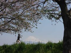 散歩・桜が散り始めた潤井川周辺　2020.04.16