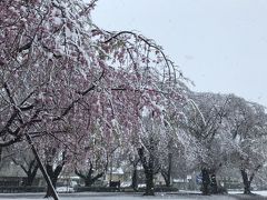 街で見かけた桜たち
