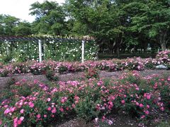 松本空港のそばにこんなキレイな花園が