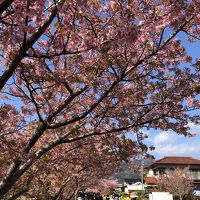 2020年2月、河津桜を見るために。1泊2日、母と二人旅　その①
