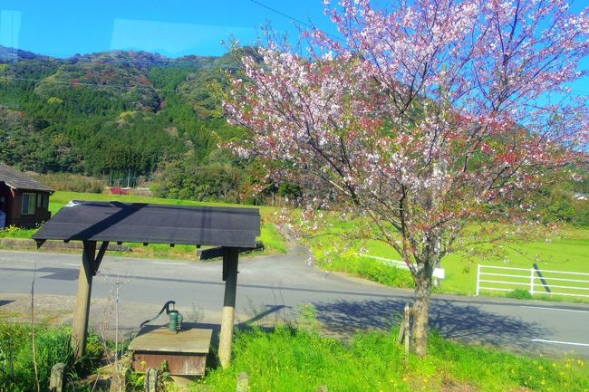 筑肥線等初乗車☆乗ってるだけで桜巡り旅