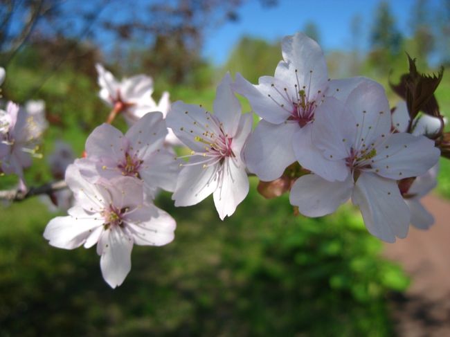 本日のニュースでは札幌で桜の開花が確認されたようです。<br />今年の桜もいよいよ終盤戦ですね。<br />コロナウイルスのおかげで何処にも行けませんので、昔の写真をめくっておりました。<br /><br />おことわり<br />全て昔の写真で、今年のモノではございません。